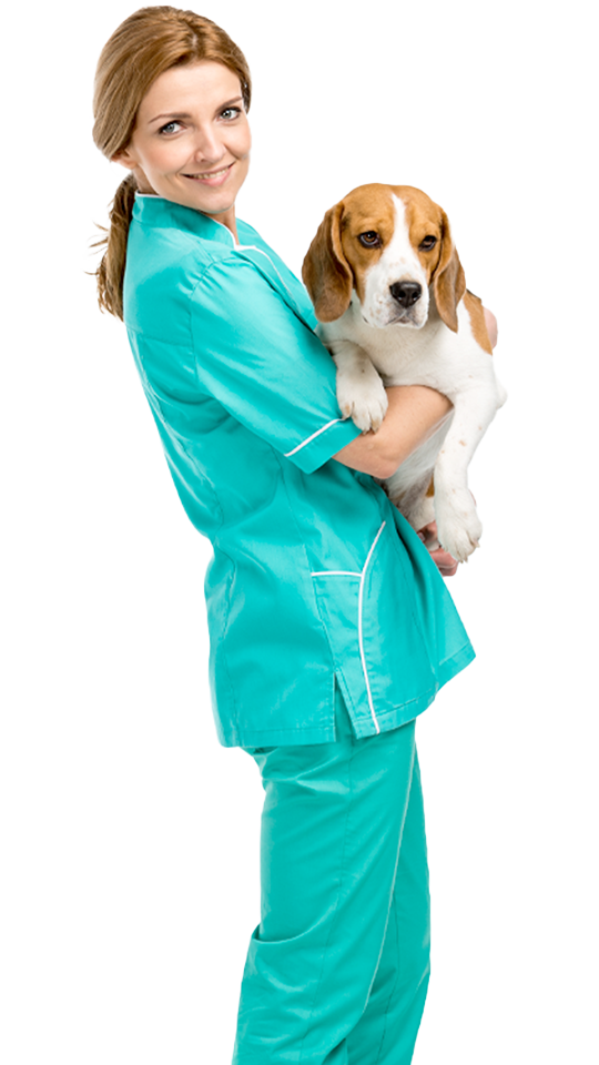 Smiling veterinary professional in teal scrubs holding a beagle dog
