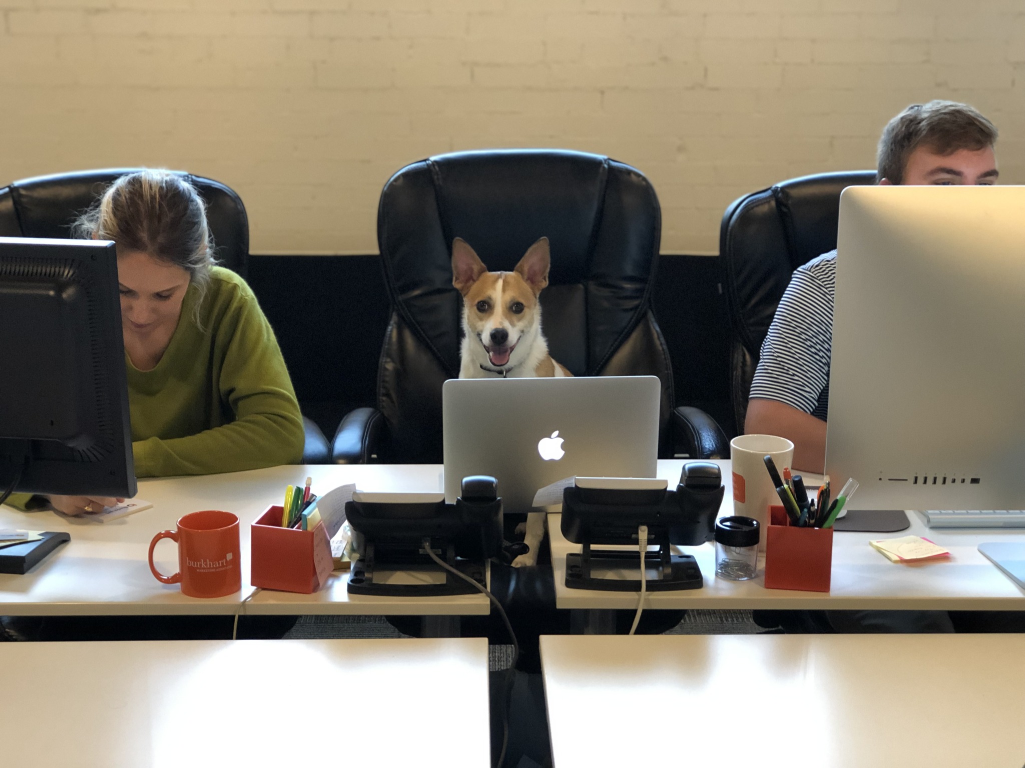 A dog at a desk between two focused employees in a casual office setting.