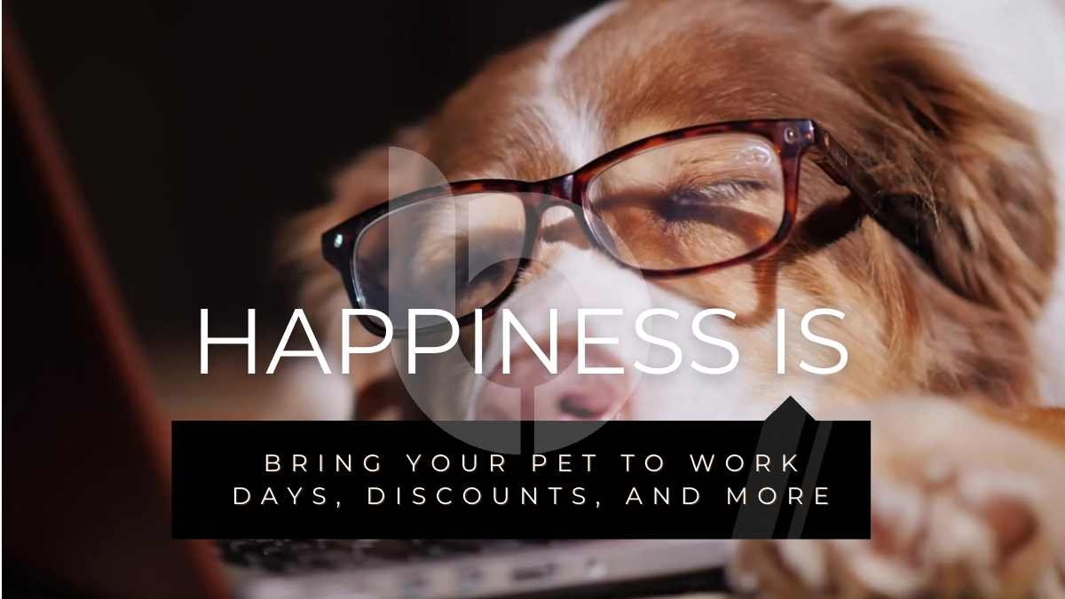 Sleeping dog with glasses symbolizing workplace perks at Burkhart Marketing.